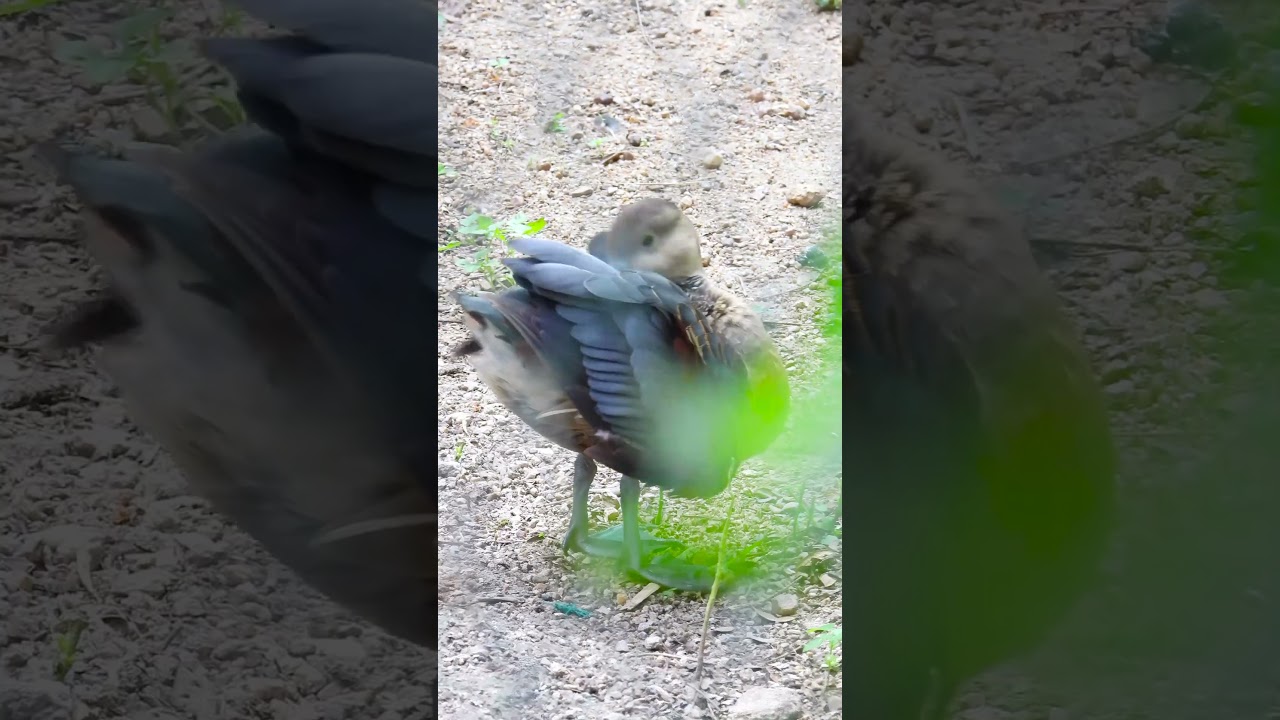 Ultimate Guide to Duck Health and Care 