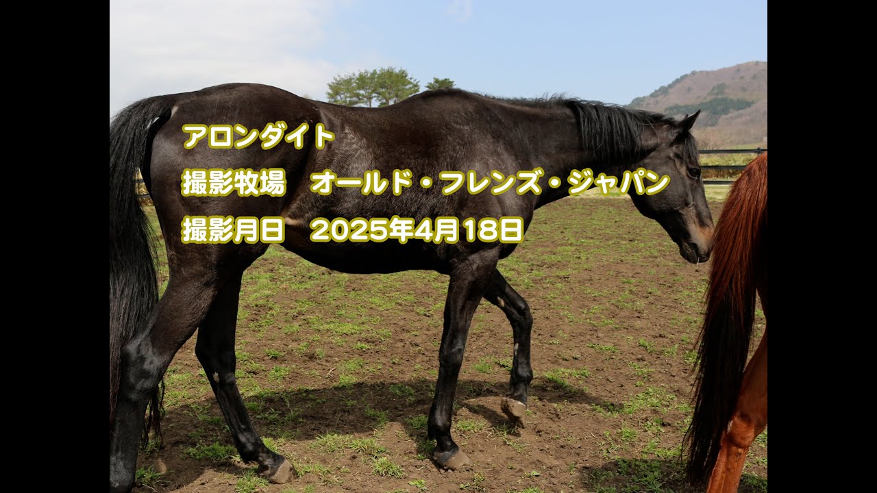 競馬】思い出の馬について書く（第10回）「アロンダイト」｜globalist