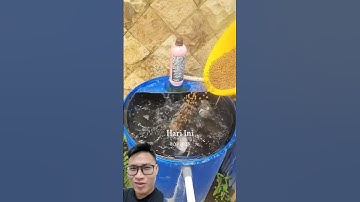 Cách nuôi cá trê bể nhựa làm giàu kiếm tiền tỉ #farming #fish