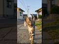 🇯🇵Aoshima island; Japan facts🇯🇵 #shorts #video #cats #cat #facts #world #video #animals #funny