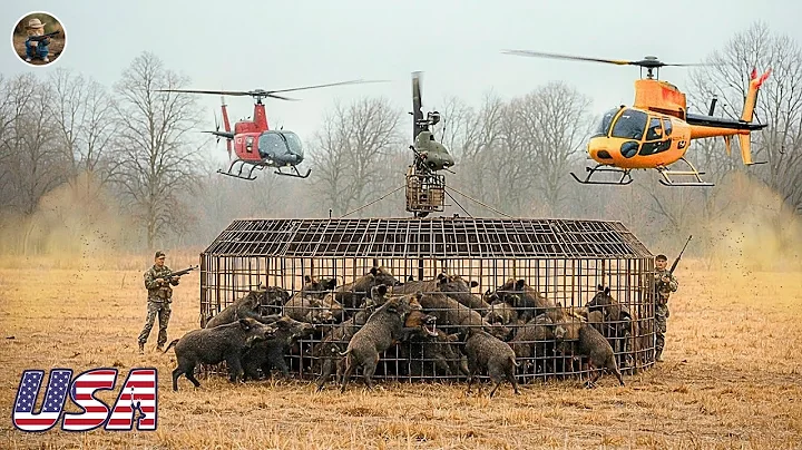 Hunters & Farmers Trap Millions of Wild Boars with Helicopter & Clever Baits! | Invasive Species