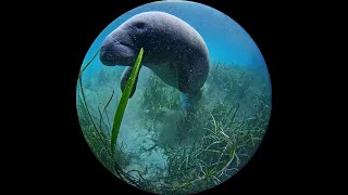 Silver Spring underwater Manatee Cam