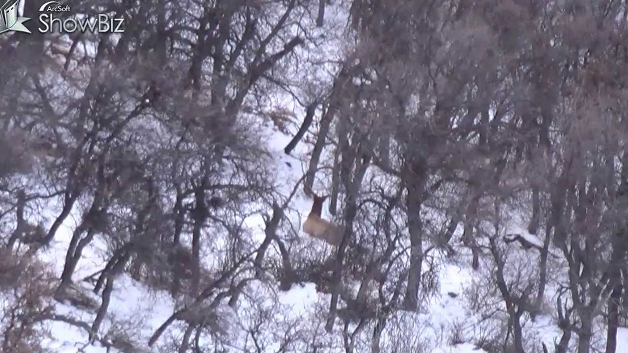 Colorado Elk Hunting 