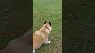 a active American akita training