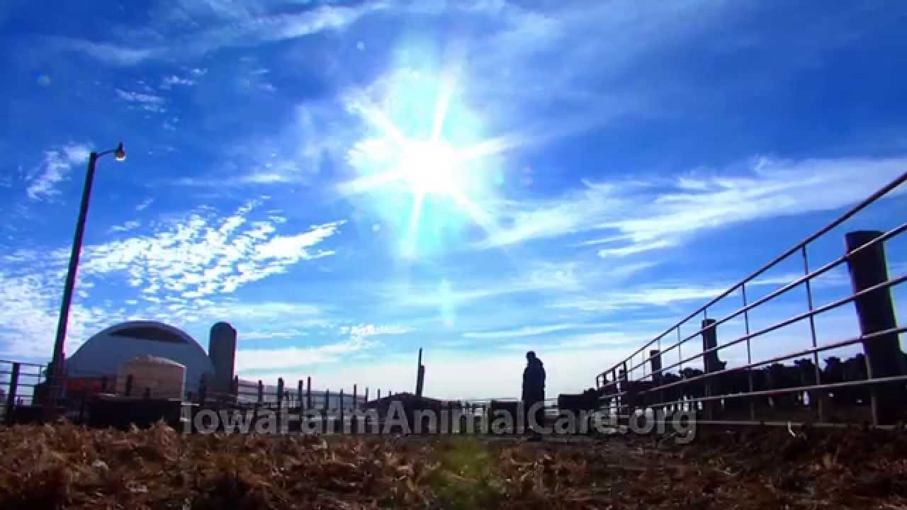 Iowa Minute: Livestock are staying warm in cold weather