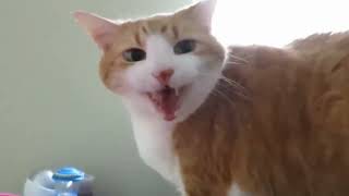 Chat Qui Miaule  - Compilation #3