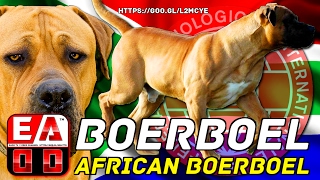 BOERBOEL or BOERBOEL SOUTH AFRICAN  History, general appearance, care and health.