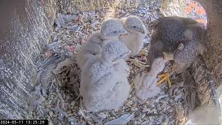 Slechtvalken Nestkast Onze Lieve Vrouwe Toren Amersfoort 11.05.2024 13:16