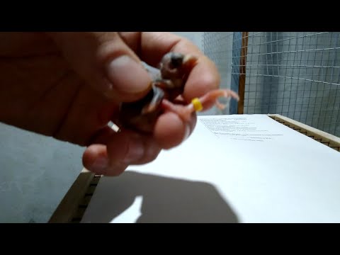 Канарейки ,кольцуем птенца !Кольцевания птиц