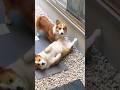 この後ブチギレるコーギー😱Angry Corgi #shorts