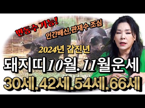 💥돼지띠(10월.11월운세)🐷매사조심.인간배신수를 조심 하세요?
