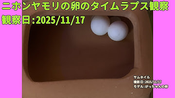 【Memorandum】 2025年11月17日 RPi-Cam-Web-Interfaceを用いたニホンヤモリの卵のTimelapse観察