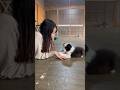 2ヶ月のボーダーコリーの子犬が可愛すぎる❤️我が家にもうひとり天使が来たよ！#犬 #子犬　#ボーダーコリー