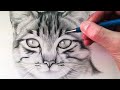 How to draw a cat