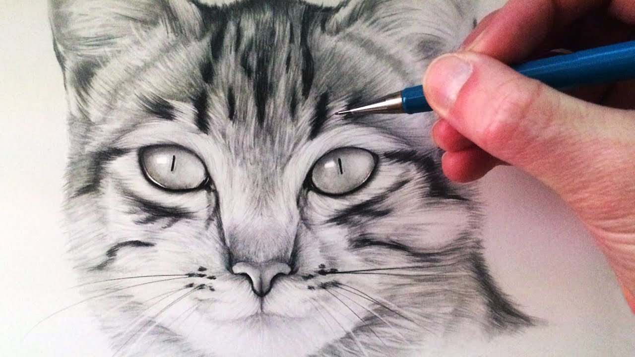 How to Draw a Cat Step by Step From Front View - EasyDrawingTips