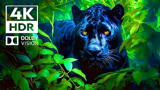 Wildlife World 4K HDR 60FPS Dolby Vision | Cinematic Music (dynamic color)