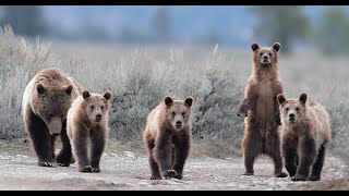 Grizzly Bear 399 & 4 Cubs-The Best of 2021 in 5K -Wildlife Photography-Grand Teton Park/Jackson Hole