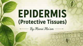 EPIDERMIS | Protective Tissue layer in Plants