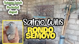 Rezekiii..‼️ Tukung Suluh Perkutut dapat SATRIO WILIS Rondo Semoyo