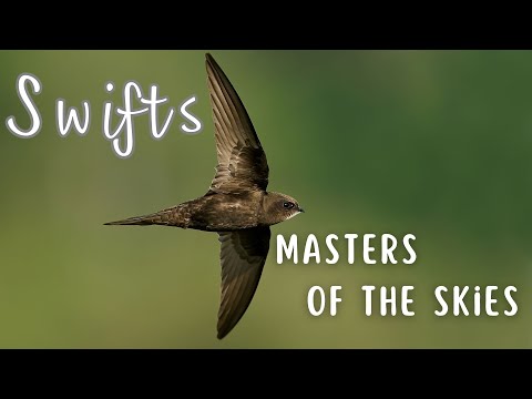 Video: Resemblance: swallows and swifts. What do they have in common?