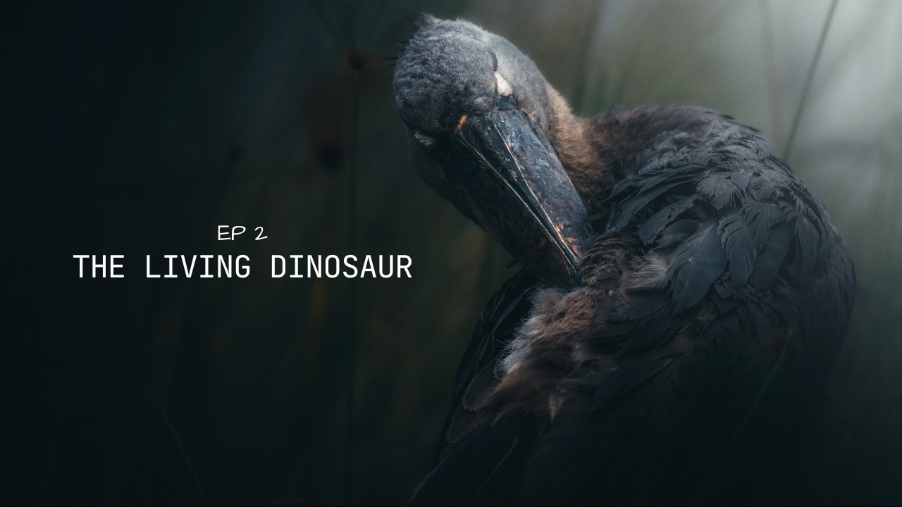 I Spent 2 Days in a Swamp to Film Uganda's Strangest Bird | Shoebill Stork | Ep. 2