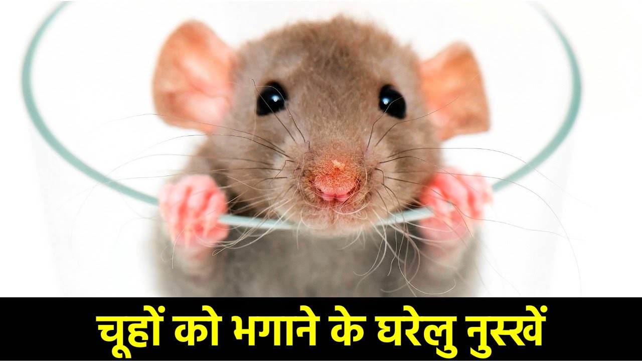 चूहा भगाने के उपाय | चूहों को भगाने के घरेलु नुस्खें | Get Rid of Mice Quickly - YouTube