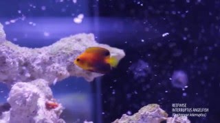 Reefwise - Interruptus Angelfish