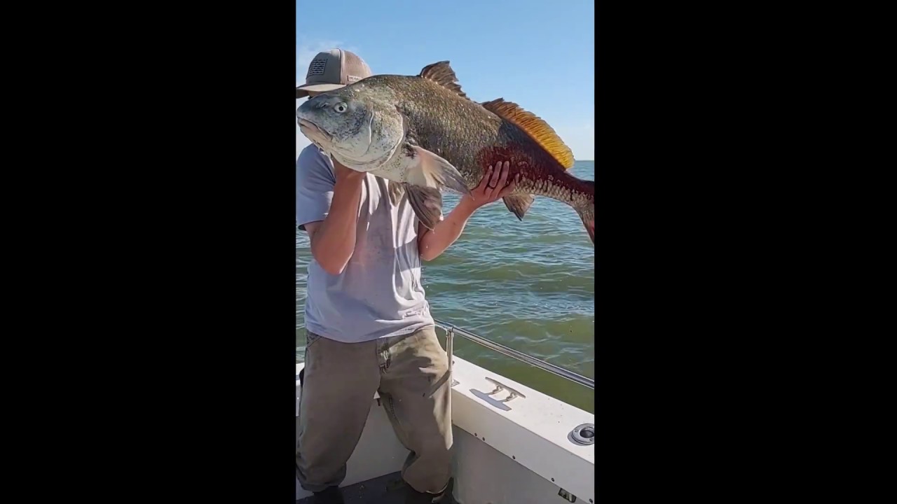 Delaware Bay Black Drum YouTube