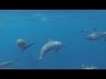 Rencontre avec les dauphins  mayotte