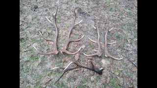 #5-21 Поиск рогов оленя в Налибокской пуще, апрель 2021, zrzuty poroże jelenia 2 pary, 5 tyk