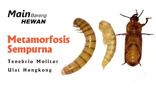 Metamorfosis Sempurna pada Ulat Kumbang Hongkong | Tenebrio Molitor | 2020