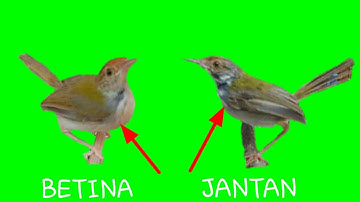 Cara membedakn prenjak lumut jantan dan betina