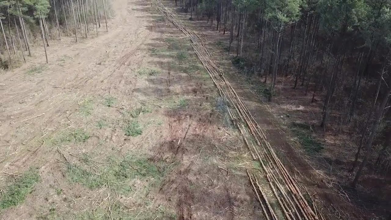 Godwin Tract   Gates County