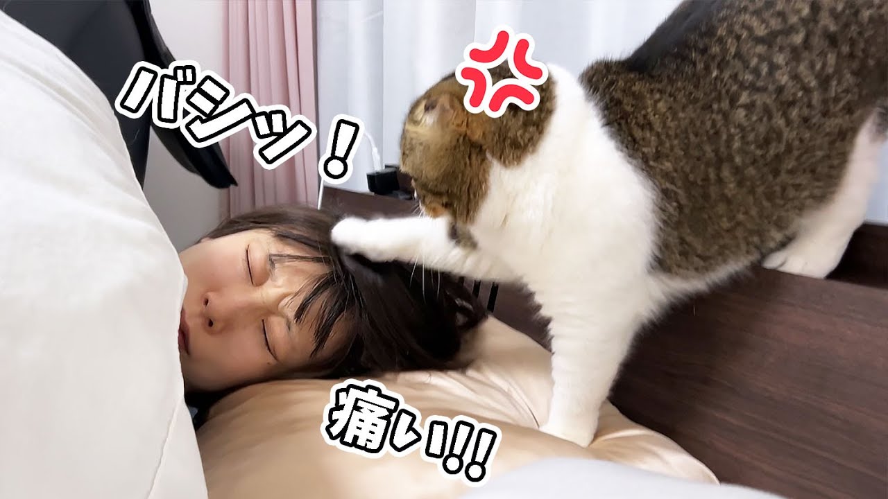 休日の真夜中に容赦なく猫に叩き起こされました…涙 - YouTube