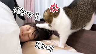 猫好き太郎 mqdefault.jpg