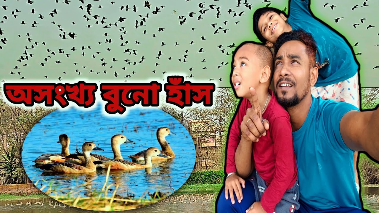 অসংখ্য ঝাঁকে ঝাঁকে সরালী হাঁস 🦆 | বাড়ির পাশের পুকুরে মেলা | Bangla Family Vlog