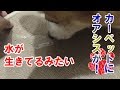 この効果は凄いかも！撥水かけたカーペットが凄かった！【コーギーチロ】