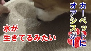 この効果は凄いかも！撥水かけたカーペットが凄かった！【コーギーチロ】