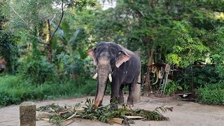 Punnathur Kotta (Anakkotta) elephant 🐘 | Tour2Dubai | Thrissur | kerala