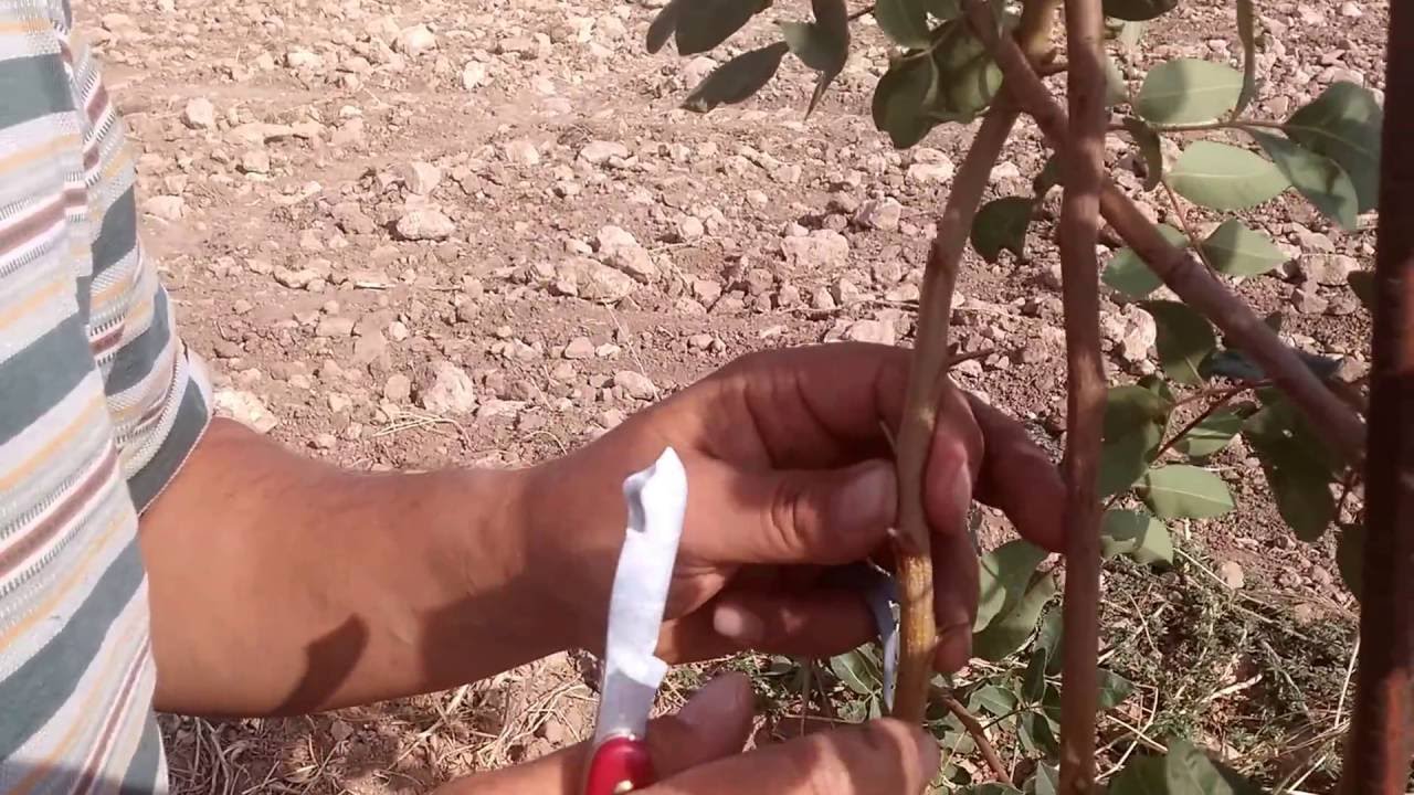 INJERTO DEL PISTACHO: CORNICABRA+KERMAN