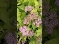 Bees on a Spirea shrub #bees