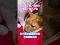 二公主摩卡醬的成長記錄 調戲黃豆粉 #cat #pets #cute #蘇格蘭摺耳貓 #貓咪日常
