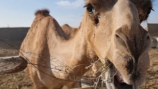 #camel#breakfast#meal#too close#낙타#아침#식사#너무 가까운거 아니냐 ^^;;