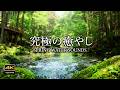 4K映像 + 自然の音 / 心が落ち着く湧水の流れる水音　ウッドデッキ　鳥のさえずり　8時間