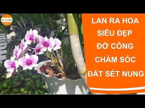 Kỹ thuật trồng lan | Đất nung siêu tốt trồng lan tới 10 năm | Foci