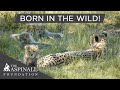 Captive Born Rewilded Cheetahs Have Wild Born Cubs