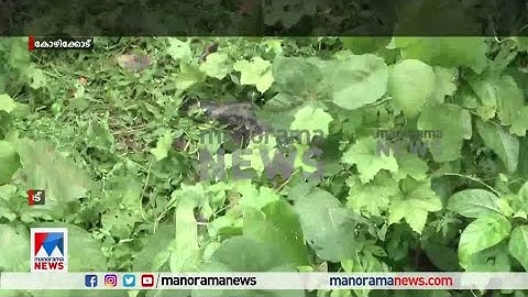 കോഴിക്കോട് നഗരമധ്യത്തിൽ പെരുമ്പാമ്പിൻ കൂട്ടം; വിഡിയോ | Kozhikode snake