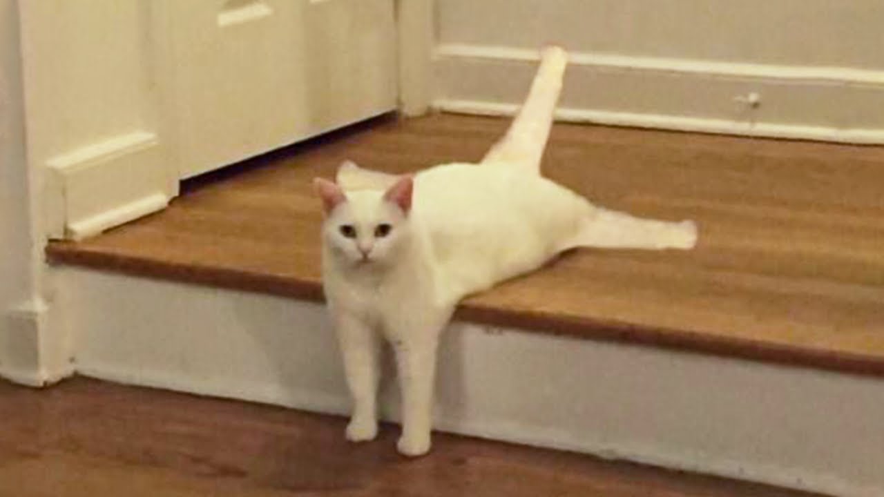 Top Funny Cat Videos 😂 Best Daily Compilation – Try Not To Laugh