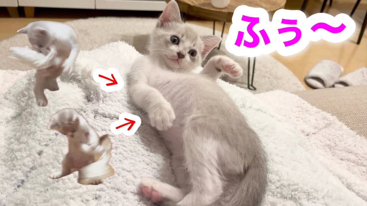 ただのゴミに本気出した子猫がこうなりました🤣