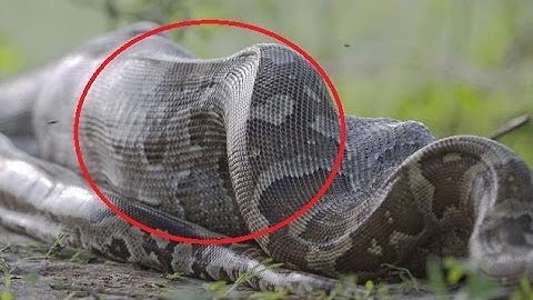 8 Foot Python Devours Whole Impala In Botswana